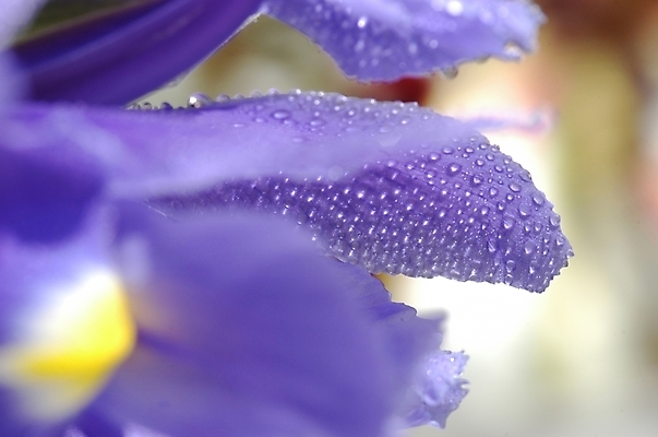 포토 JPG 주간 식물 꽃잎 꽃 잎 자연 근접촬영 사람없음 야외 보라색 물방울 아이리스 붓꽃 꽃창포 창포 국내포토 자연요소 뷰포인트 컬러 생태계 파일형식