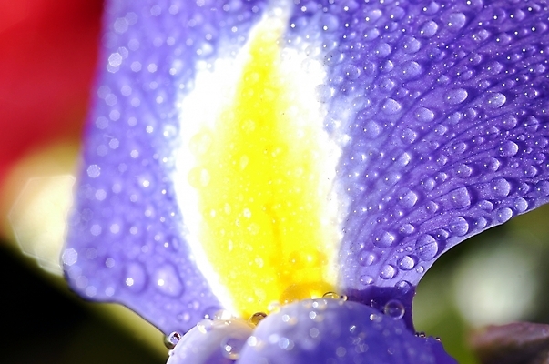 포토 JPG 주간 식물 꽃잎 꽃 잎 자연 근접촬영 사람없음 야외 하이앵글 보라색 물방울 아이리스 붓꽃 꽃창포 창포 국내포토 자연요소 뷰포인트 컬러 생태계 파일형식