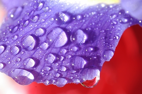 포토 JPG 주간 식물 꽃잎 꽃 잎 자연 근접촬영 사람없음 야외 하이앵글 보라색 물방울 아이리스 붓꽃 꽃창포 창포 국내포토 자연요소 뷰포인트 컬러 생태계 파일형식