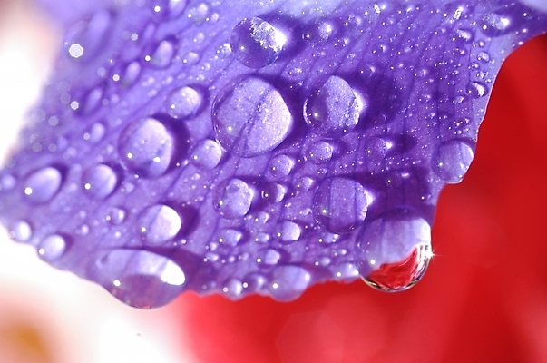 포토 JPG 주간 식물 꽃잎 꽃 잎 자연 근접촬영 사람없음 야외 하이앵글 보라색 물방울 아이리스 붓꽃 꽃창포 창포 국내포토 자연요소 뷰포인트 컬러 생태계 파일형식