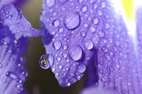 포토 JPG 주간 식물 꽃잎 꽃 잎 자연 근접촬영 사람없음 야외 보라색 물방울 아이리스 붓꽃 꽃창포 창포 국내포토 자연요소 뷰포인트 컬러 생태계 파일형식