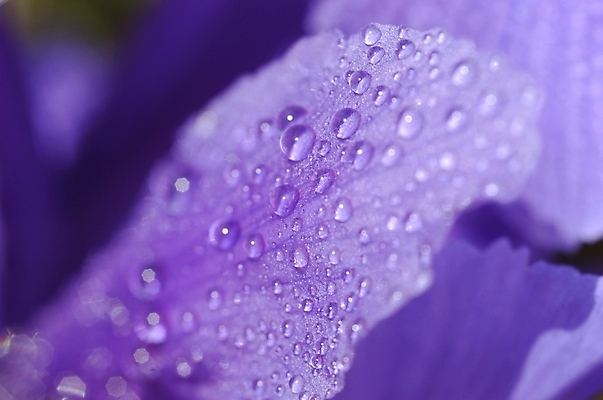 포토 JPG 주간 식물 꽃잎 꽃 잎 자연 근접촬영 사람없음 야외 하이앵글 보라색 물방울 아이리스 붓꽃 꽃창포 창포 국내포토 자연요소 뷰포인트 컬러 생태계 파일형식