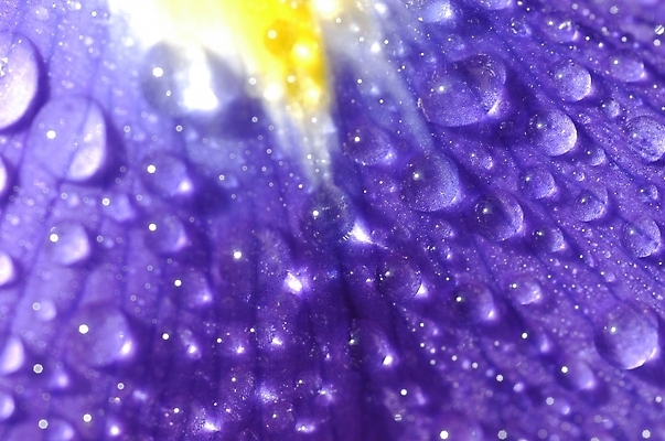 포토 JPG 주간 식물 꽃잎 꽃 잎 자연 근접촬영 사람없음 야외 하이앵글 보라색 물방울 아이리스 붓꽃 꽃창포 창포 국내포토 자연요소 뷰포인트 컬러 생태계 파일형식