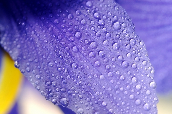 포토 JPG 주간 식물 꽃잎 꽃 잎 자연 근접촬영 사람없음 야외 하이앵글 보라색 물방울 아이리스 붓꽃 꽃창포 창포 국내포토 자연요소 뷰포인트 컬러 생태계 파일형식