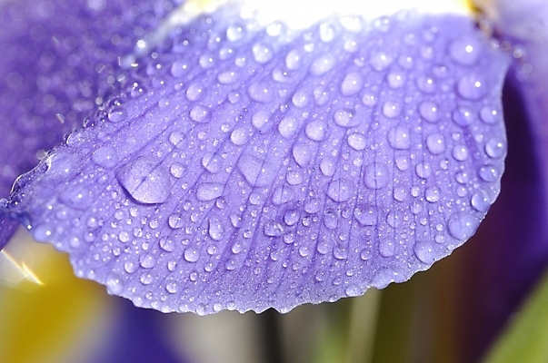 포토 JPG 주간 식물 꽃잎 꽃 잎 자연 근접촬영 사람없음 야외 하이앵글 보라색 물방울 아이리스 붓꽃 꽃창포 창포 국내포토 자연요소 뷰포인트 컬러 생태계 파일형식