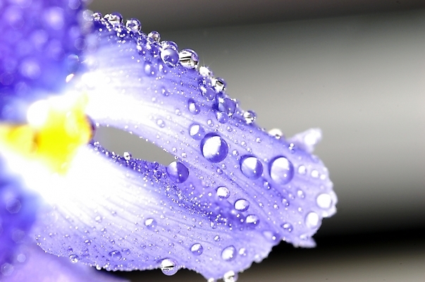 포토 JPG 주간 식물 꽃잎 꽃 잎 자연 근접촬영 사람없음 야외 보라색 물방울 아이리스 붓꽃 꽃창포 창포 국내포토 자연요소 뷰포인트 컬러 생태계 파일형식