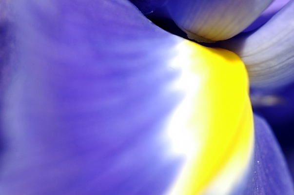 포토 JPG 주간 식물 꽃잎 꽃 잎 자연 근접촬영 사람없음 야외 하이앵글 보라색 아이리스 붓꽃 꽃창포 창포 국내포토 자연요소 뷰포인트 컬러 생태계 파일형식