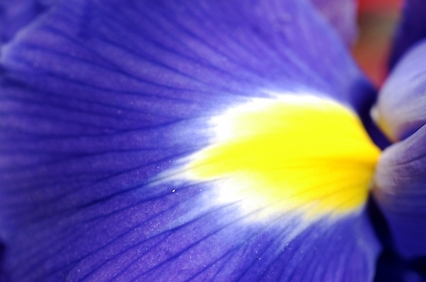 포토 JPG 주간 식물 꽃잎 꽃 백그라운드 잎 자연 근접촬영 사람없음 야외 하이앵글 보라색 아이리스 붓꽃 꽃창포 창포 국내포토 자연요소 뷰포인트 컬러 생태계 파일형식