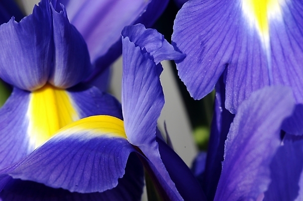 포토 JPG 주간 식물 꽃잎 꽃 백그라운드 잎 자연 근접촬영 사람없음 야외 하이앵글 보라색 아이리스 붓꽃 꽃창포 창포 국내포토 자연요소 뷰포인트 컬러 생태계 파일형식