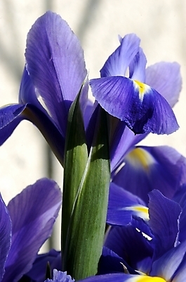 포토 JPG 주간 식물 꽃잎 꽃 잎 자연 근접촬영 사람없음 야외 보라색 아이리스 붓꽃 꽃창포 창포 국내포토 자연요소 뷰포인트 컬러 생태계 파일형식