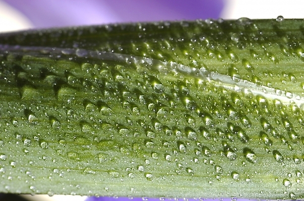 포토 JPG 주간 식물 꽃 잎 자연 근접촬영 사람없음 야외 초록색 하이앵글 물방울 아이리스 꽃창포 창포 국내포토 자연요소 뷰포인트 컬러 생태계 파일형식