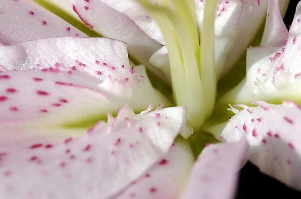 포토 JPG 주간 식물 꽃잎 꽃 백그라운드 한송이 여름꽃 자연 근접촬영 사람없음 야외 하이앵글 백합 릴리 국내포토 자연요소 1 뷰포인트 생태계 송이 파일형식 여름_계절