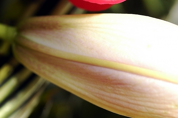 포토 JPG 주간 식물 꽃잎 꽃 한송이 여름꽃 자연 근접촬영 사람없음 야외 흰색 백합 릴리 국내포토 자연요소 1 뷰포인트 컬러 생태계 송이 파일형식 여름_계절