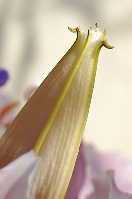 포토 JPG 주간 식물 꽃잎 꽃 한송이 여름꽃 자연 근접촬영 사람없음 야외 흰색 백합 꽃봉오리 릴리 국내포토 자연요소 1 뷰포인트 컬러 생태계 송이 파일형식 여름_계절