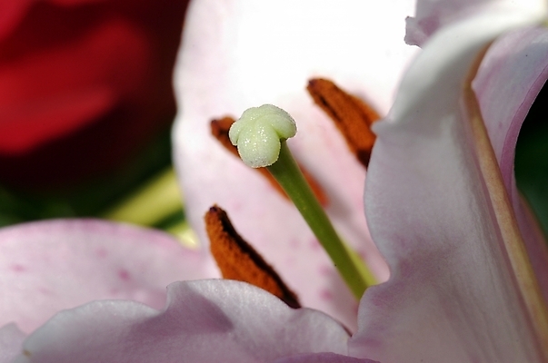 포토 JPG 식물 꽃잎 꽃 여름꽃 자연 사람없음 꽃술_꽃 백합 릴리 국내포토 생태계 파일형식 여름_계절