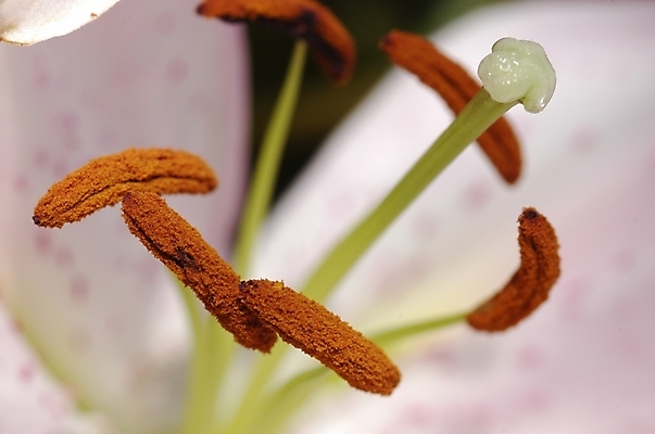 포토 JPG 주간 식물 꽃잎 꽃 여름꽃 자연 근접촬영 사람없음 야외 하이앵글 꽃술_꽃 백합 릴리 국내포토 자연요소 뷰포인트 생태계 파일형식 여름_계절