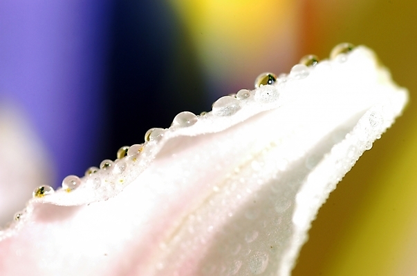 포토 JPG 주간 식물 꽃잎 꽃 여름꽃 자연 근접촬영 사람없음 야외 물방울 백합 꽃봉오리 릴리 한잎 국내포토 자연요소 1 뷰포인트 잎 생태계 파일형식 여름_계절