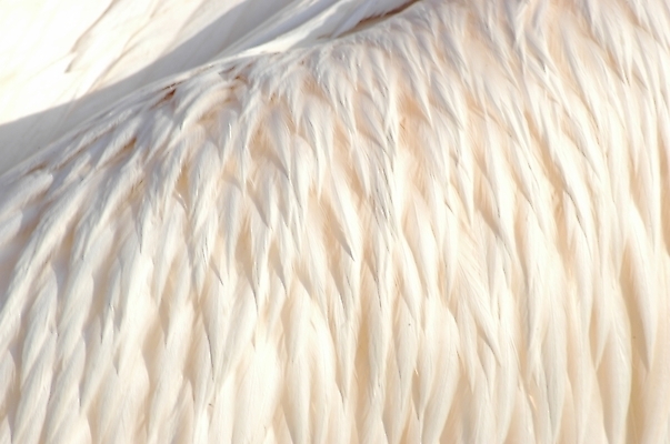 포토 JPG 백그라운드 털 근접촬영 사람없음 하이앵글 흰색 깃털 동물털 국내포토 뷰포인트 컬러 파일형식