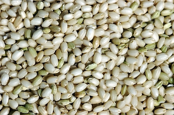 포토 JPG 식물 열매 음식 식재료 곡류 근접촬영 사람없음 농작물 하이앵글 쌀 찹쌀 국내포토 뷰포인트 농업 파일형식