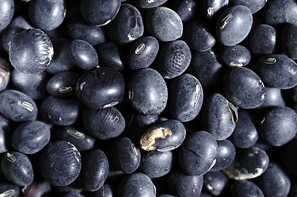 포토 JPG 식물 열매 음식 식재료 콩 곡류 근접촬영 사람없음 농작물 검은콩 깜장콩 서리태 국내포토 뷰포인트 농업 파일형식