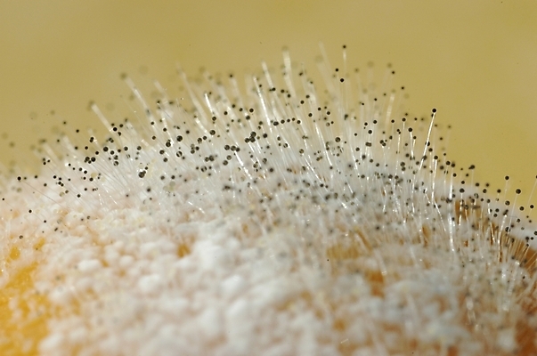 포토 JPG 식물 실내 근접촬영 사람없음 파이 곰팡이 국내포토 빵 뷰포인트 내부 파일형식