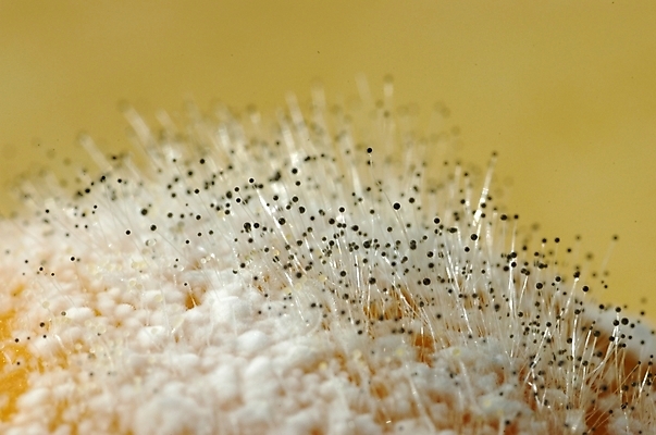 포토 JPG 식물 실내 근접촬영 사람없음 하이앵글 파이 곰팡이 국내포토 빵 뷰포인트 내부 파일형식