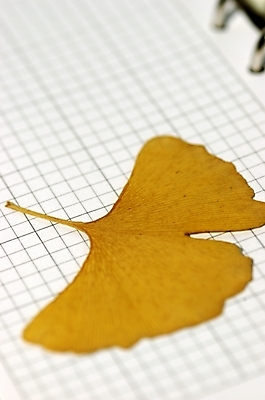 포토 JPG 스튜디오촬영 식물 종이 잎 나뭇잎 실내 근접촬영 사람없음 하이앵글 노란색 다이어리 은행잎 모눈종이 모노지 한잎 국내포토 1 뷰포인트 컬러 내부 사무용품 파일형식