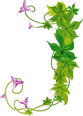 EPS 클립아트 식물 문자 기호 알파벳 영어 꽃 잎 일러스트 여름꽃 글꼴 교과목 자연 나뭇잎 영어교육 사람없음 픽토그램 나팔꽃 J 국내일러스트 교육 생태계 파일형식 벡터 여름_계절