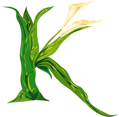 EPS 클립아트 식물 문자 기호 알파벳 영어 꽃 컬러 잎 일러스트 여름꽃 글꼴 교과목 자연 나뭇잎 영어교육 사람없음 픽토그램 카라 K 칼라꽃 국내일러스트 교육 생태계 파일형식 벡터 여름_계절