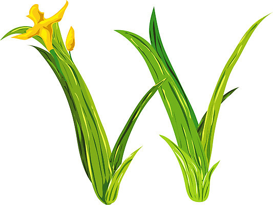 EPS 클립아트 식물 문자 기호 알파벳 영어 꽃 잎 일러스트 글꼴 교과목 나뭇잎 영어교육 사람없음 픽토그램 W 국내일러스트 교육 파일형식 벡터