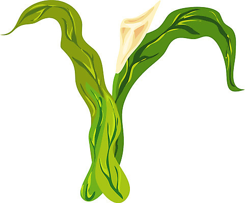 EPS 클립아트 식물 문자 기호 알파벳 영어 꽃 컬러 잎 일러스트 여름꽃 글꼴 교과목 자연 나뭇잎 영어교육 사람없음 픽토그램 카라 Y 칼라꽃 국내일러스트 교육 생태계 파일형식 벡터 여름_계절