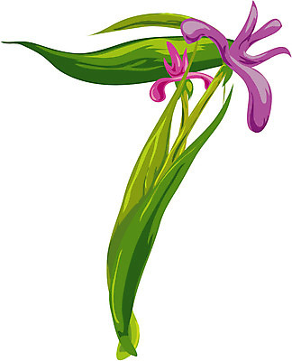 EPS 클립아트 식물 문자 기호 꽃 잎 일러스트 글꼴 교과목 나뭇잎 사람없음 픽토그램 숫자 칠 수학교육 7 국내일러스트 교육 수학 파일형식 벡터