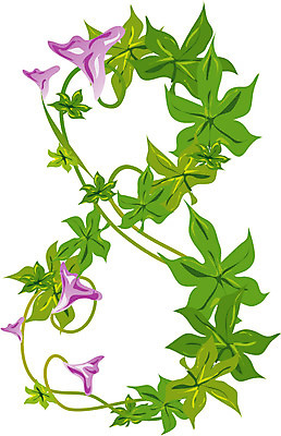 EPS 클립아트 식물 문자 기호 꽃 잎 일러스트 여름꽃 글꼴 교과목 자연 나뭇잎 사람없음 픽토그램 숫자 8 나팔꽃 수학교육 팔 국내일러스트 교육 신체부위 수학 생태계 파일형식 벡터 여름_계절