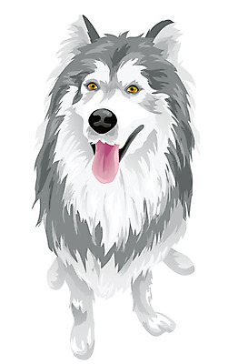 EPS 동물 척추동물 한마리 육지동물 반려견 일러스트 포유류 사람없음 반려동물 개 알래스칸말라뮤트 반려 국내일러스트 1 파일형식 벡터