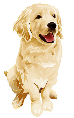 EPS 동물 척추동물 한마리 육지동물 반려견 일러스트 포유류 사람없음 반려동물 개 골든리트리버 리트리버 반려 국내일러스트 1 파일형식 벡터