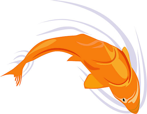 EPS 동물 척추동물 일러스트 어류 사람없음 잉어 비단잉어 국내일러스트 수중동물 민물고기 파일형식 벡터
