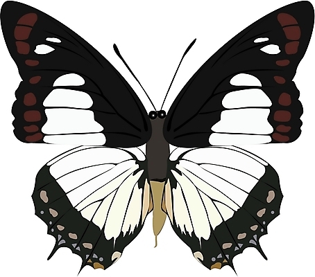 EPS 클립아트 동물 한마리 나비 곤충 절지류 일러스트 사람없음 봄 나비문양 국내일러스트 1 문양 계절 파일형식 벡터