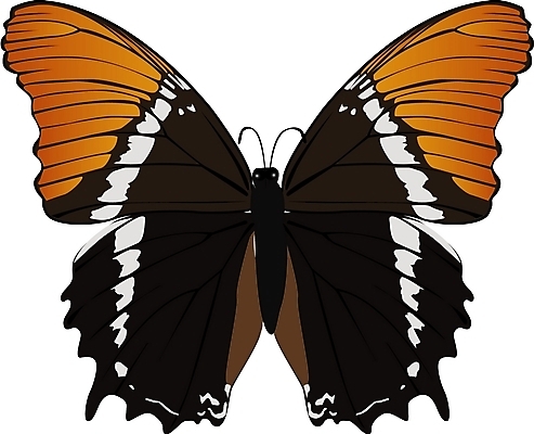 EPS 클립아트 동물 한마리 나비 곤충 절지류 일러스트 사람없음 봄 나비문양 국내일러스트 1 문양 계절 파일형식 벡터