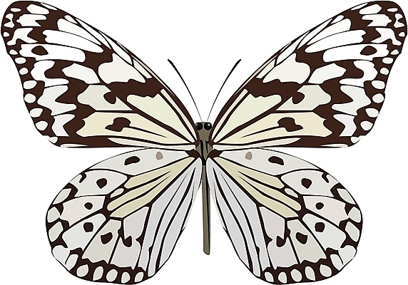 EPS 클립아트 동물 한마리 나비 곤충 절지류 일러스트 사람없음 봄 호랑나비 나비문양 국내일러스트 1 문양 계절 파일형식 벡터