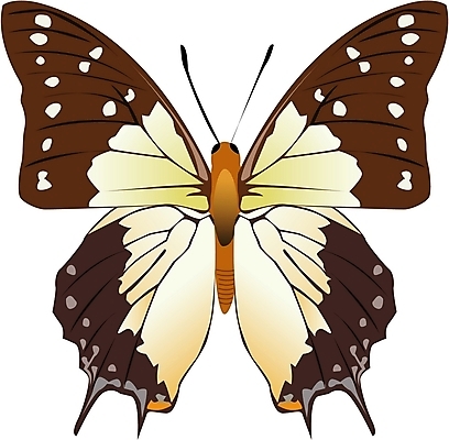 EPS 클립아트 동물 한마리 나비 곤충 절지류 일러스트 사람없음 봄 나비문양 국내일러스트 1 문양 계절 파일형식 벡터