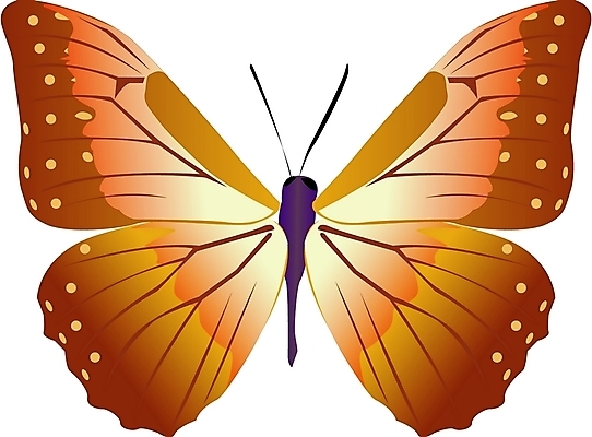 EPS 클립아트 동물 한마리 나비 곤충 절지류 일러스트 사람없음 봄 나비문양 국내일러스트 1 문양 계절 파일형식 벡터