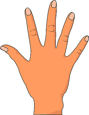 EPS 클립아트 손 신체 일러스트 손가락 사람 신체부위 손등 국내일러스트 파일형식 벡터