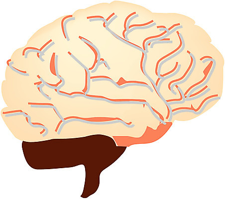 EPS 클립아트 신체 일러스트 사람 사람없음 신체부위 머리 장기 뇌 신경기관 국내일러스트 장기_의학 파일형식 벡터