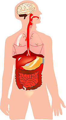 EPS 클립아트 신체 일러스트 해부 사람 사람없음 신체부위 내장 소화기관 장기 뇌 국내일러스트 의학 장기_의학 파일형식 벡터