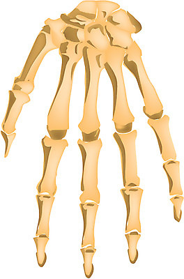 EPS 클립아트 손 신체 일러스트 손가락 뼈 사람 사람없음 신체부위 장기 근골격기관 손등 손가락뼈 국내일러스트 장기_의학 파일형식 벡터