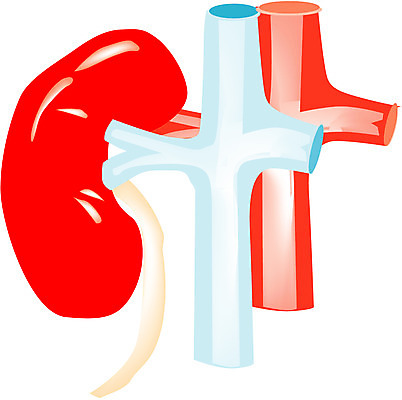 EPS 클립아트 신체 일러스트 사람 사람없음 신체부위 심장 내장 장기 순환기관 국내일러스트 장기_의학 파일형식 벡터