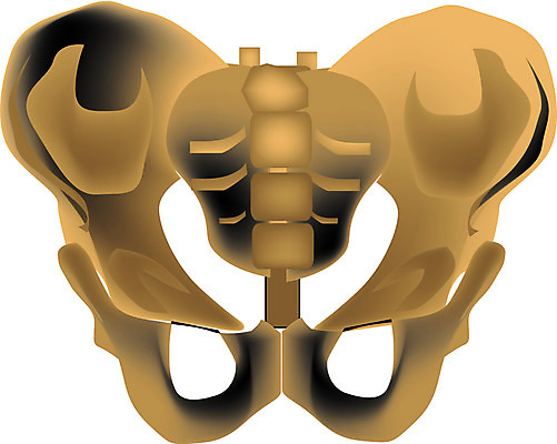 EPS 클립아트 신체 일러스트 뼈 사람 사람없음 장기 근골격기관 골반 골반뼈 국내일러스트 장기_의학 파일형식 벡터