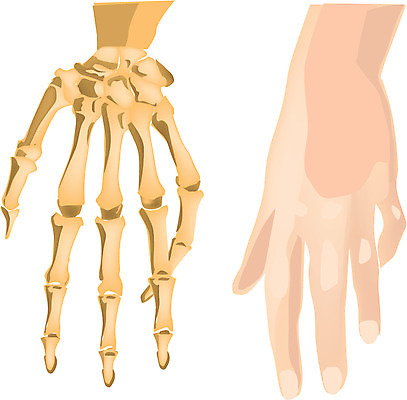 EPS 클립아트 손 신체 일러스트 손가락 뼈 사람 사람없음 신체부위 장기 근골격기관 손등 손가락뼈 국내일러스트 장기_의학 파일형식 벡터