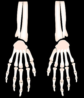 EPS 클립아트 손 신체 일러스트 손가락 뼈 사람 사람없음 장기 근골격기관 손등 손가락뼈 국내일러스트 신체부위 장기_의학 파일형식 벡터