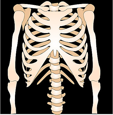 EPS 클립아트 신체 일러스트 뼈 사람 사람없음 장기 근골격기관 갈비뼈 국내일러스트 장기_의학 파일형식 벡터